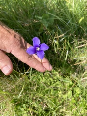 Gentianeae