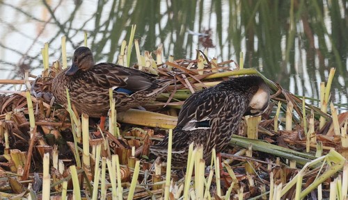 photo of Mallard (Anas platyrhynchos)