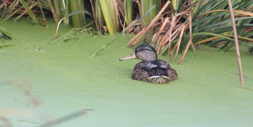 photo of Mallard (Anas platyrhynchos)