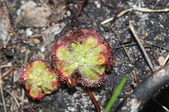 Drosera xerophila