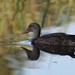 photo of Gadwall (Mareca strepera)