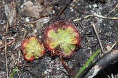 Drosera xerophila