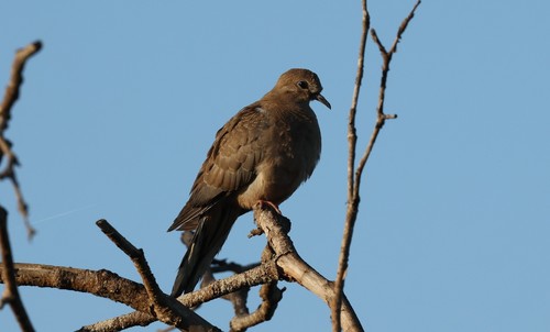 photo of Mourning Dove (Zenaida macroura)