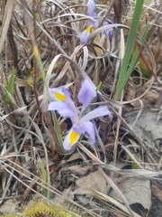 Iris verna
