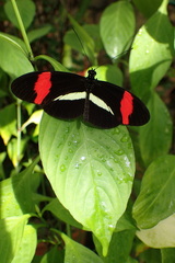 Heliconius erato
