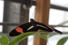 Heliconius erato