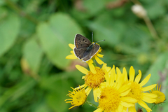 Lycaena tityrus subalpina