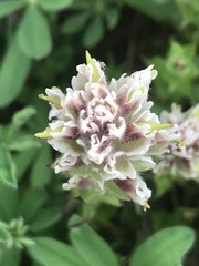 Castilleja parviflora albida
