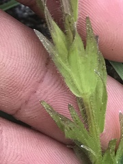 Castilleja parviflora albida