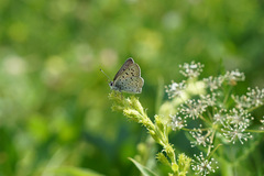 Lycaena tityrus subalpina