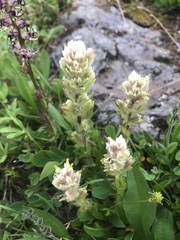 Castilleja parviflora albida