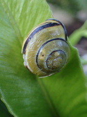 Cepaea nemoralis