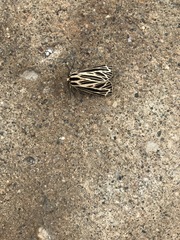 Apantesis virguncula