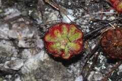 Drosera xerophila