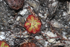 Drosera xerophila