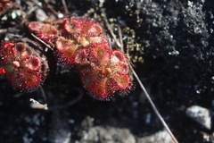 Drosera admirabilis