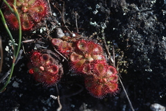 Drosera admirabilis