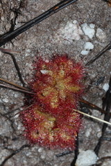 Drosera trinervia