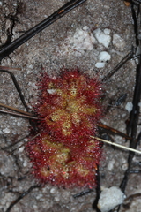 Drosera trinervia