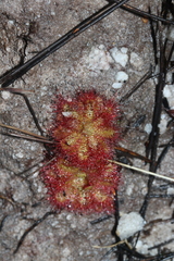 Drosera trinervia