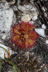 Drosera trinervia