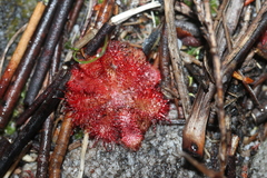 Drosera aliciae