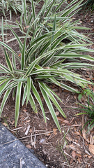 Dianella ensifolia
