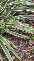 Dianella ensifolia