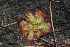 Drosera trinervia