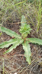 Eucomis autumnalis clavata