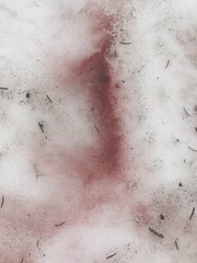 Chlamydomonas nivalis