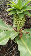 Eucomis autumnalis clavata