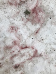 Chlamydomonas nivalis