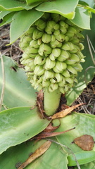 Eucomis autumnalis clavata