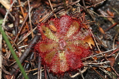 Drosera aliciae