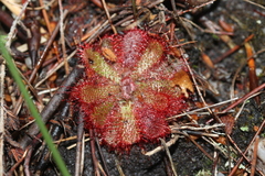Drosera aliciae