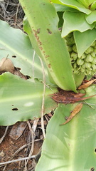 Eucomis autumnalis clavata