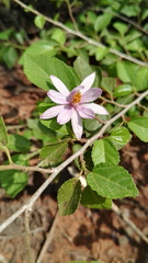 Grewia occidentalis occidentalis