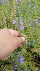 Dracocephalum olchonense