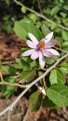 Grewia occidentalis occidentalis