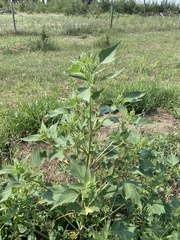 Cyclachaena xanthiifolia
