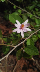 Grewia occidentalis occidentalis