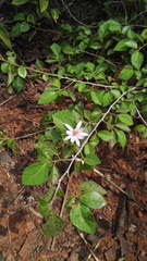 Grewia occidentalis occidentalis