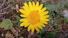 Senecio condimentarius