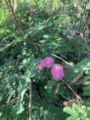 Mimosa dysocarpa