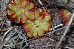 Drosera esterhuyseniae