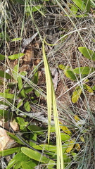 Eulophia welwitschii