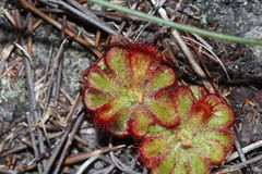 Drosera esterhuyseniae
