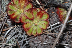 Drosera esterhuyseniae