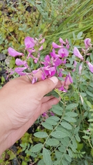 Corethrodendron fruticosum